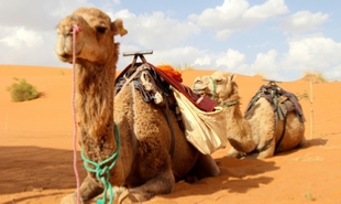 private 5 Day tour from Fes to Merzouga and Marrakech,4,5,6 days Fes to Sahara desert tour